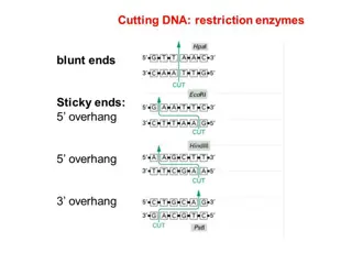 Blunt and Cohesive End Cloning Techniques