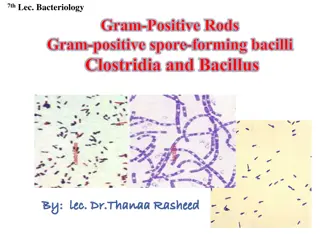 7thLec: Gram-Positive Rods Characteristics