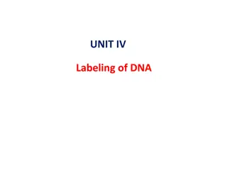 DNA Labeling and Radioactive Decay Insights