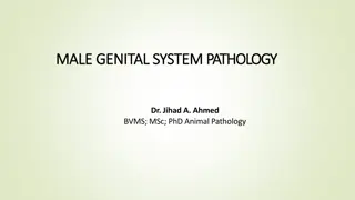 MALE GENITAL SYSTEM PATHOLOGY
