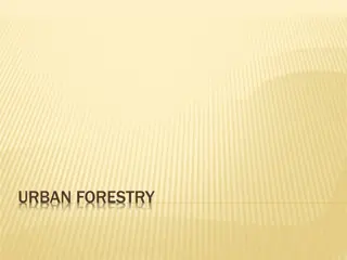 Urban Forestry Benefits and Initiatives in New York City