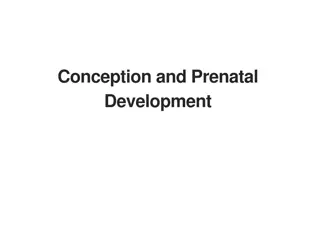 Conception and Prenatal Development Process