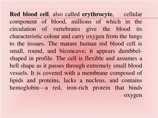 Overview of Red Blood Cells and Anemia