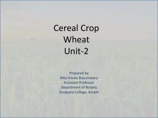 Understanding Wheat: Origin, Cultivation, and Botanical Description