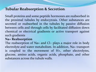 Tubular Reabsorption in Kidneys