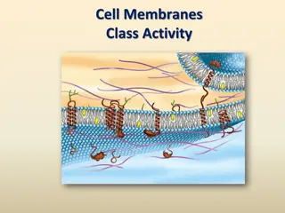 Membrane Fluorescent Tags and Fluidity