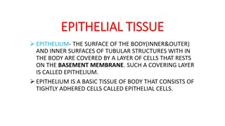 Epithelial Tissue in the Body