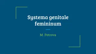 Overview of Female Genital System Anatomy