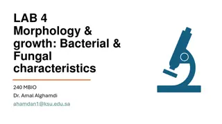 Bacterial and Fungal Morphology Exploration