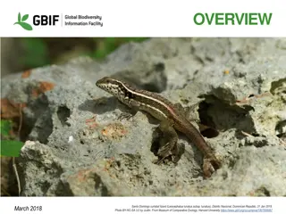Overview of Santo Domingo Curlytail Lizard in Dominican Republic