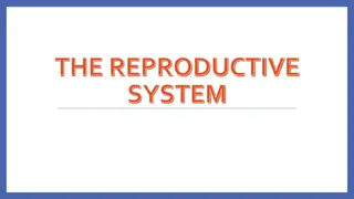 The Reproductive System Functions