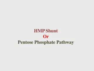 Overview of HMP Shunt Pathway: An Anabolic Alternative to Glycolysis