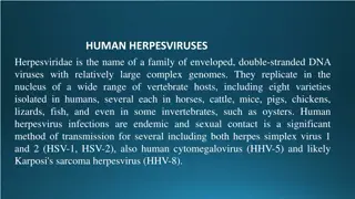 Overview of Human Herpesviruses and Their Characteristics