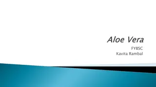 Medicinal Uses of Aloe Vera: Benefits and Remedies