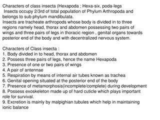 Characteristics of Class Insecta: Hexapoda Traits and Integument Structure