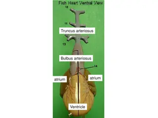 Internal Structure of the Heart