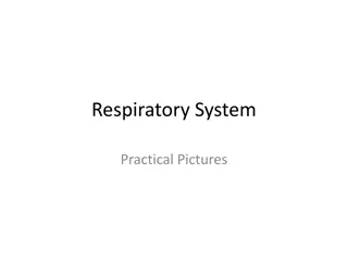 Practical Respiratory System Pictures