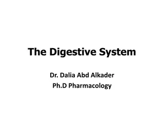 An Overview of the Digestive System