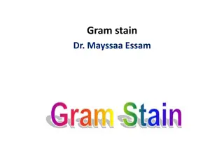 Gram Stain in Bacteriology