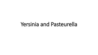 Yersinia Pestis: Causes, Transmission, and Impact