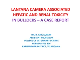 Lantana-Associated Hepatic and Renal Toxicity in Bullocks: A Case Report