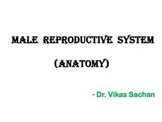 Male Reproductive System - Anatomy and Functions