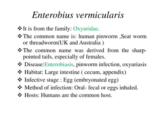 Overview of Enterobius Vermicularis - Human Pinworm Infection