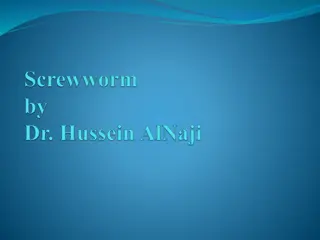 Screwworm Infestation in Animals