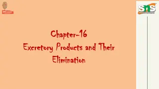Excretory System Overview and Human Kidney Structure