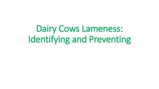 Preventing Dairy Cows Lameness - Identifying & Addressing Issues