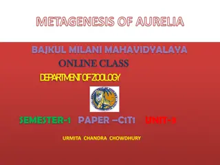 Metamorphosis of Aurelia: A Fascinating Life Cycle