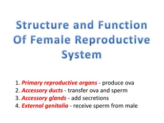 Female Reproductive System: Structure and Functions
