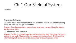 Our Skeletal System Glossary - Backbone, Femur, Joints, and Functions