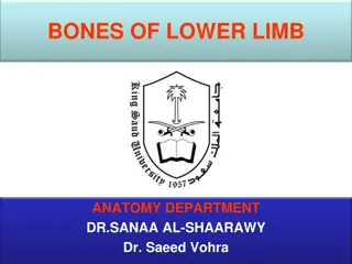 Bones of Lower Limb Anatomy Overview