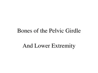 Bones of the Pelvic Girdle and Lower Extremity