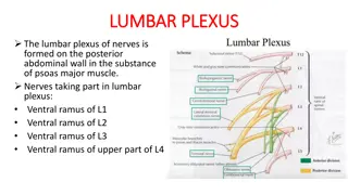 Lumbar Plexus and Associated Nerve Formation