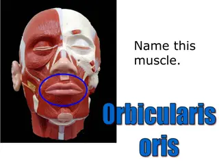 Identifying Different Muscles in the Human Body