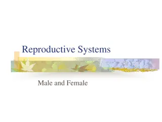 Reproductive Systems: Male and Female Overview