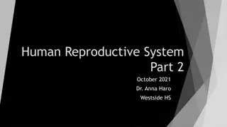 Male Reproductive System Anatomy and Physiology