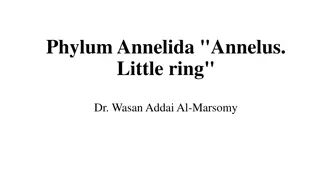 Overview of Annelida Phylum: General Characteristics and Classes