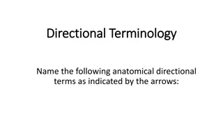 Anatomical Directional Terminology