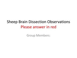 Sheep Brain Dissection Observations: External Structure Analysis