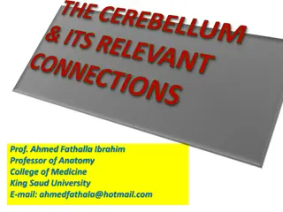 Anatomy of the Cerebellum: Structure and Function