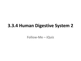 Human Digestive System - Mechanical Digestion Structures
