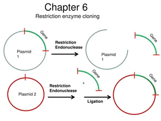 Overview of Restriction Enzyme Cloning in Plasmid Vector