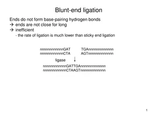 Blunt-End Ligation: Advantages, Disadvantages & Modifications