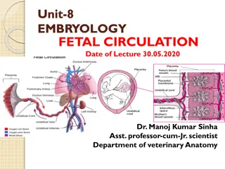 Fetal Circulation in Embryology: Key Concepts