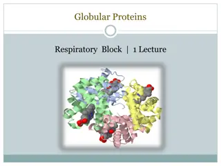 Exploring Globular Proteins: Structure, Functions & Examples
