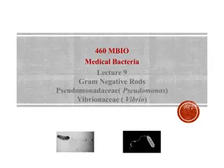 Medical Importance of Pseudomonas aeruginosa in Healthcare