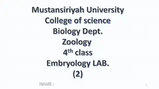 Embryonic Development in the Second Week: Bilaminar Disc Formation
